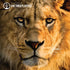 Lion Links | Mini Kismet Bracelet | Black x Gold